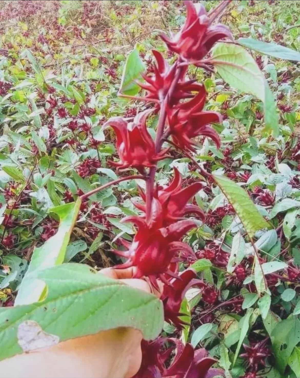 🌺 Jamaica (Roselle) Seeds – 50 Seeds – Grow Your Own Hibiscus Tea Plant! 🌺
