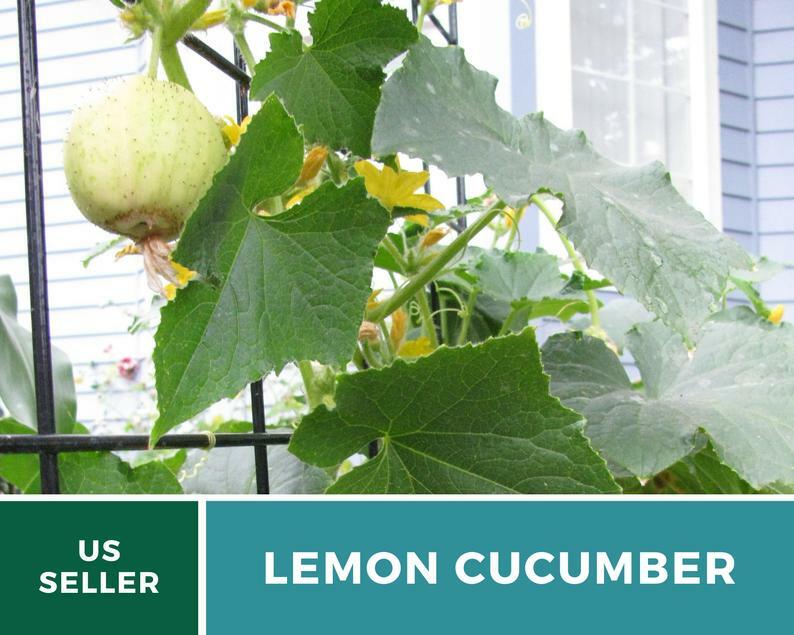 Cucumber, Lemon – 30 Seeds – Heirloom – GMO Free (Cucumis sativus)