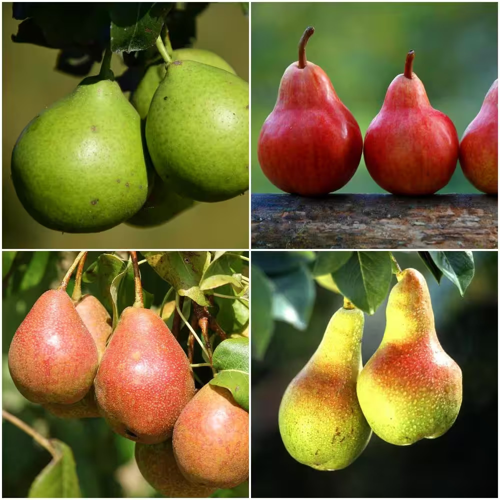 4-In-1 Pear Jubilee Tree Bare Root