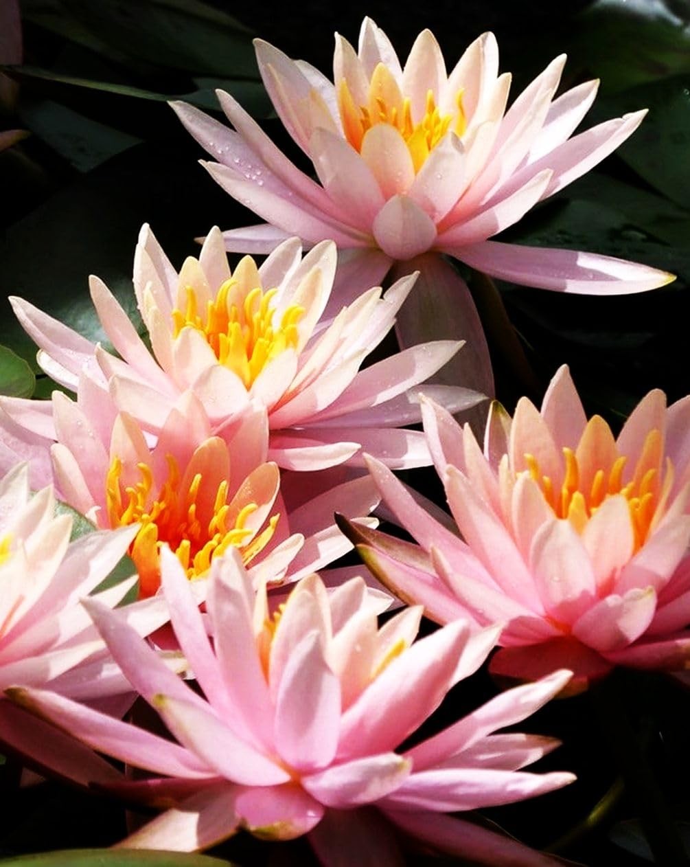 30 PCS Bowl Lotus Seeds Bonsai for Planting Water Lily mix color