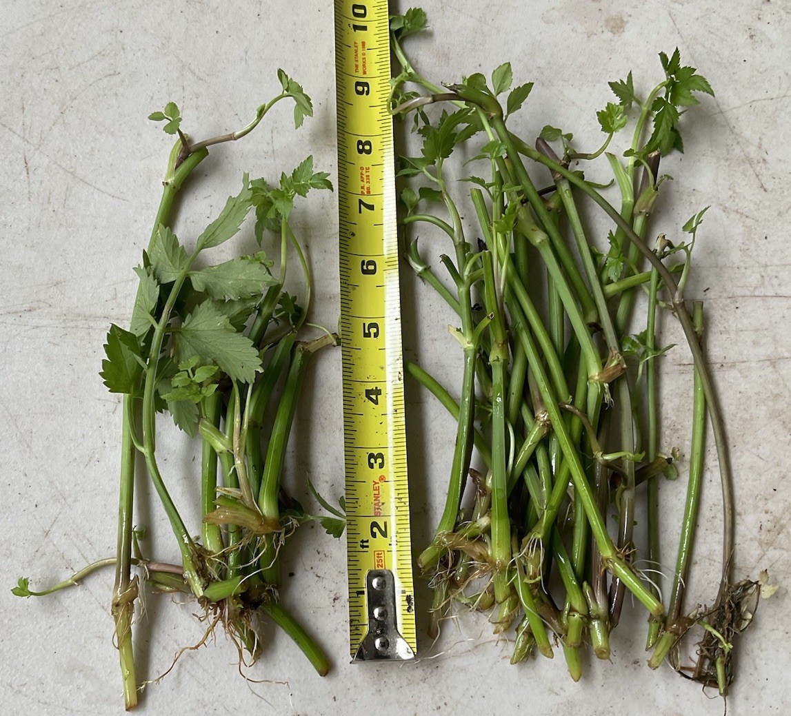 20 Bare Root Minari (Oenanthe javanica) (LEAVES TRIMMED OFF)