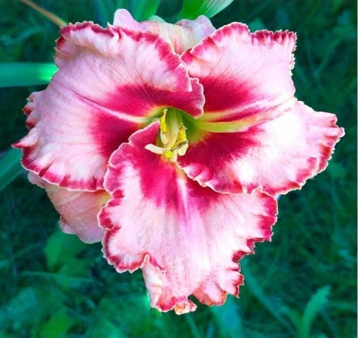 LIES AND LIPSTICK Eyezone Rebloomer Hemerocallis / Daylily Bare Root Plant