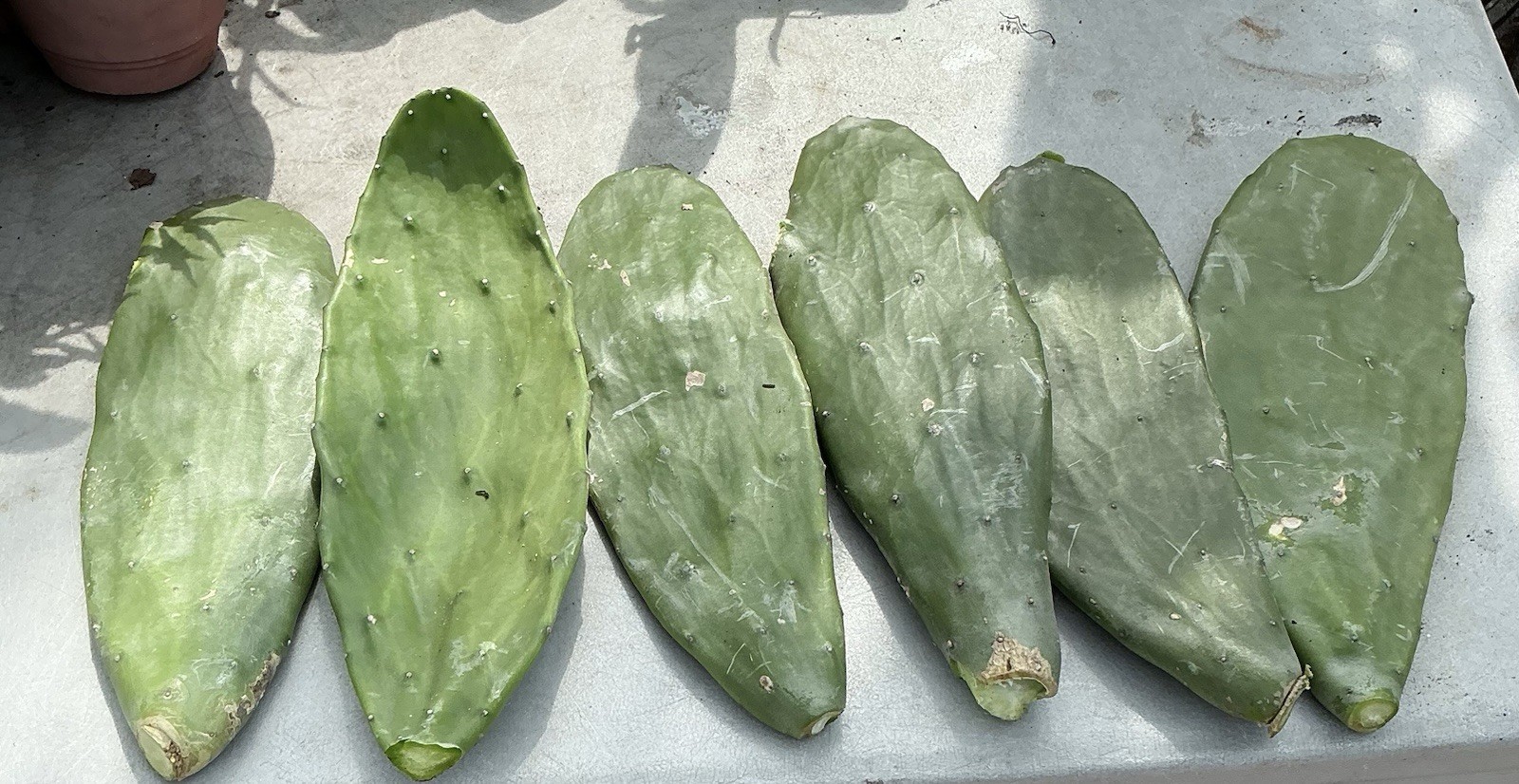 IMMUNE BOOST ORGANIC LARGE JAMAICAN TUNA PLANT PRICKLY PEAR 6 FRESH PODS (6-8′)