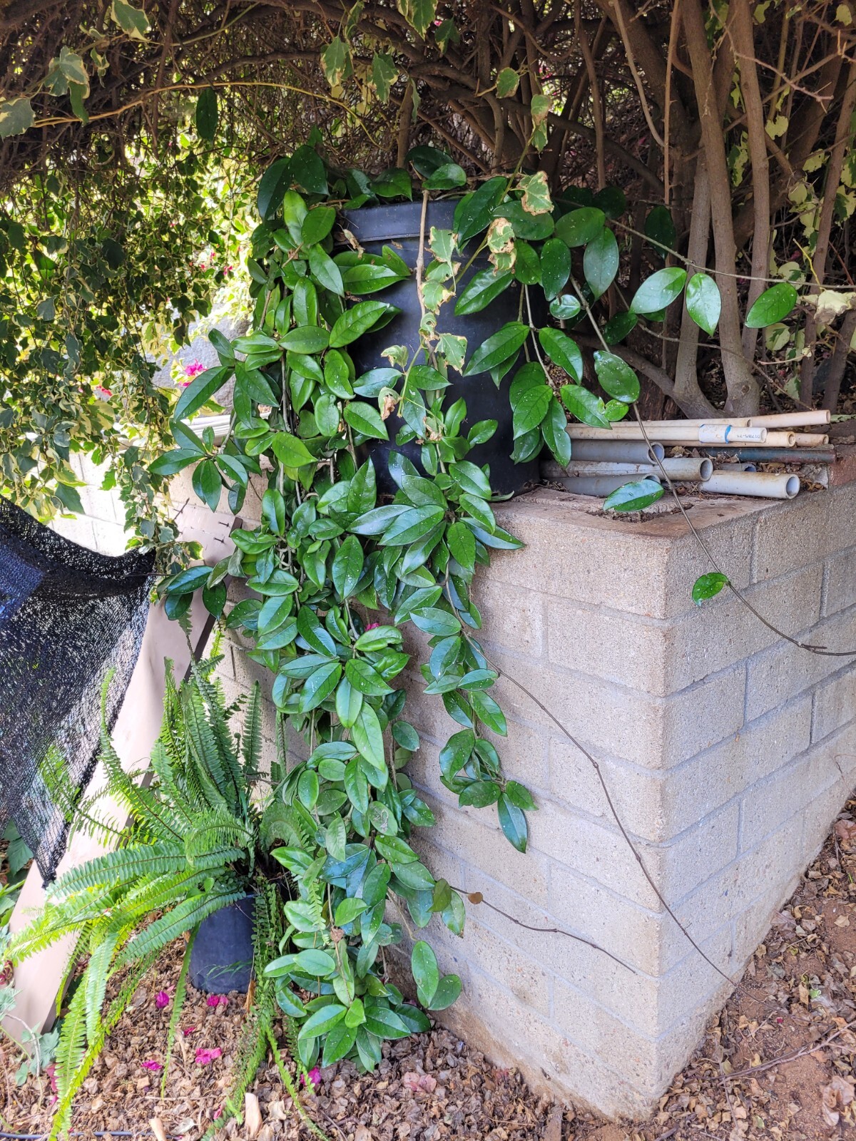 Hoya Carnosa Almost 5 Feet Tall – Super Healthy!!!