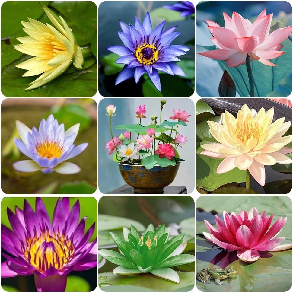 60 Pcs Mix Bonsai Bowl Lotus Seeds Water Lilys Flower Plant Lotus Seeds