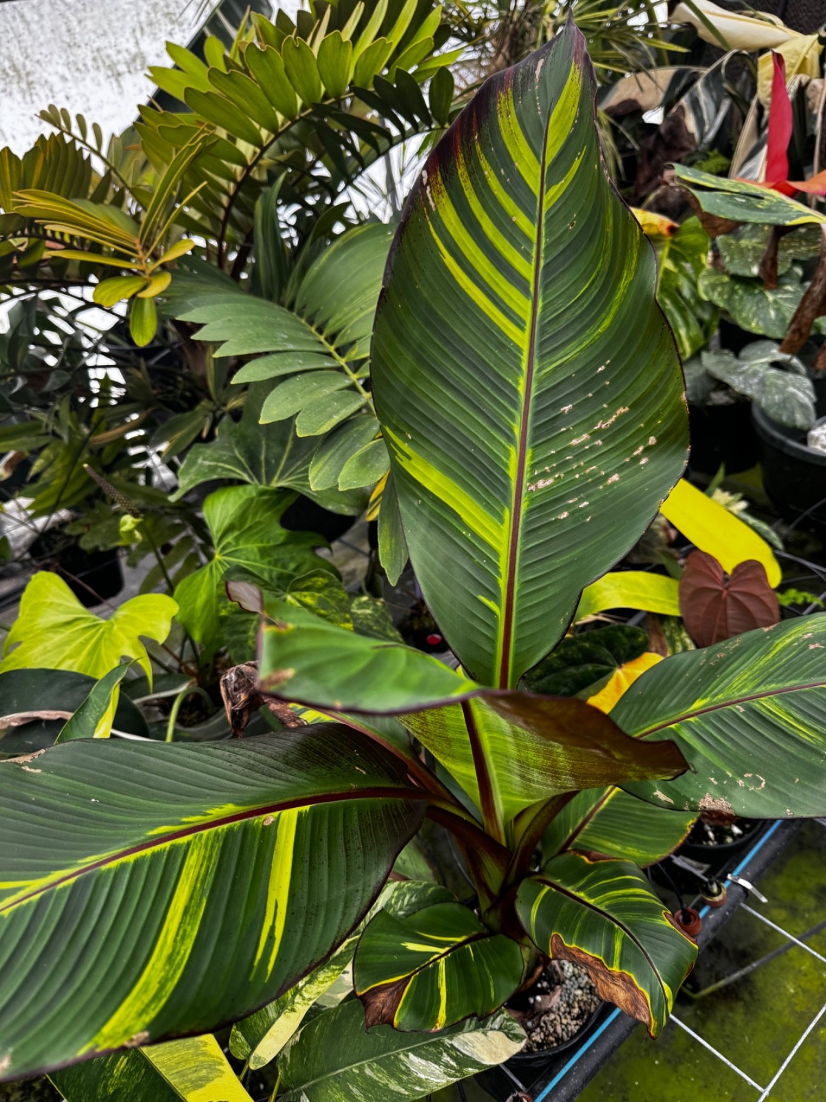Extreme rarity Aurea Ensete maurelli Sport Variegated Not Nono Banana