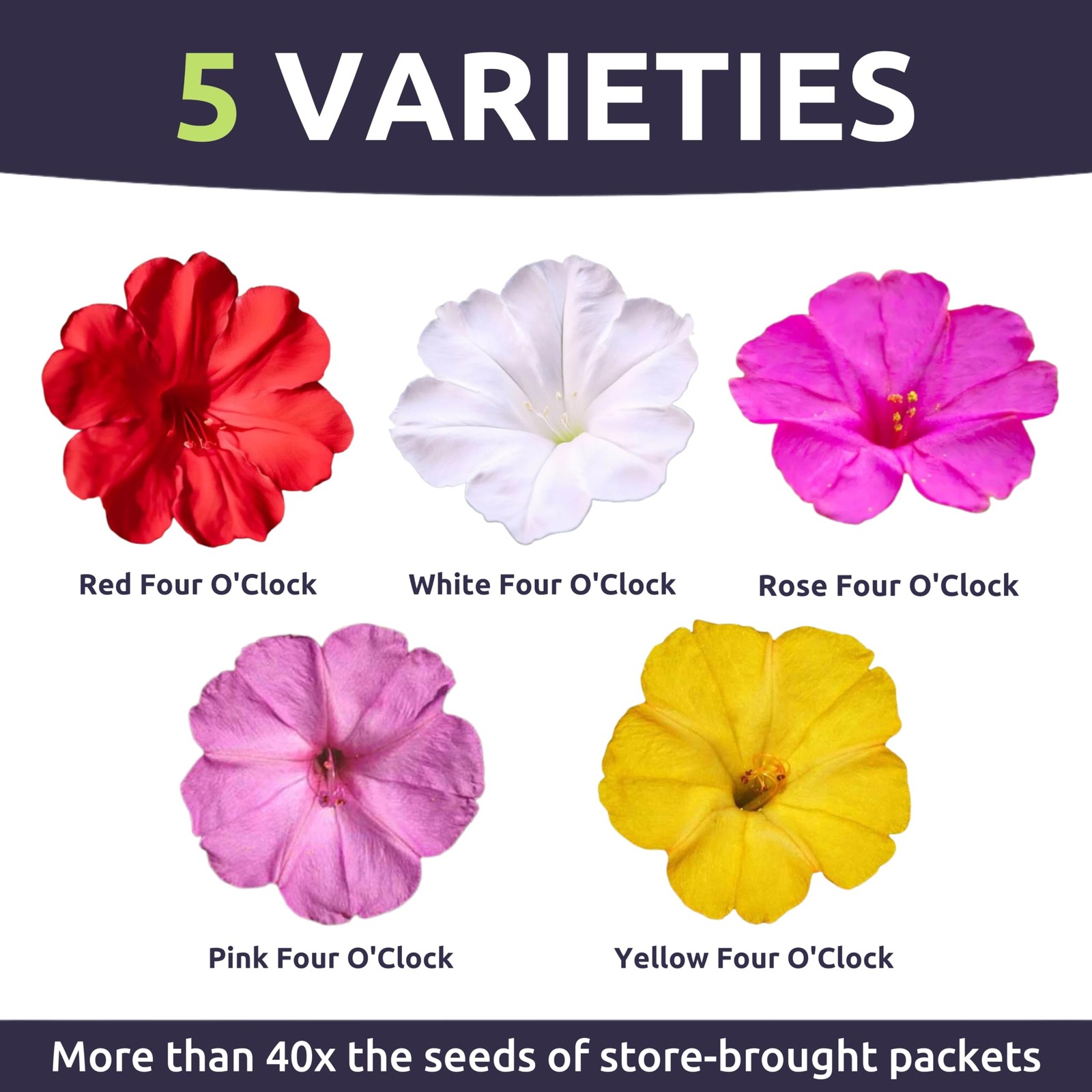 1250 Four O’Clock Mixed Colors Blend 1/4 Pound Pouch Flower Seeds Planting
