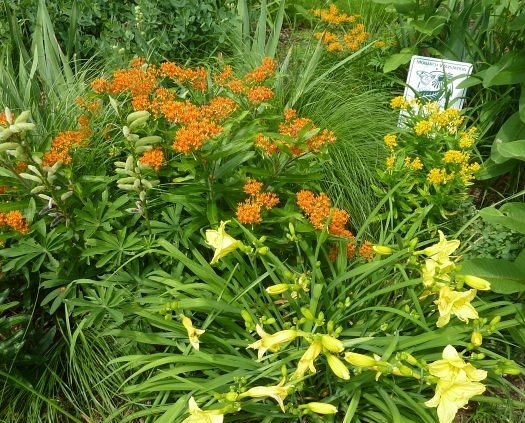 Butterfly weed 200 seeds Asclepias tuberosa native orange milkweed Monarchs