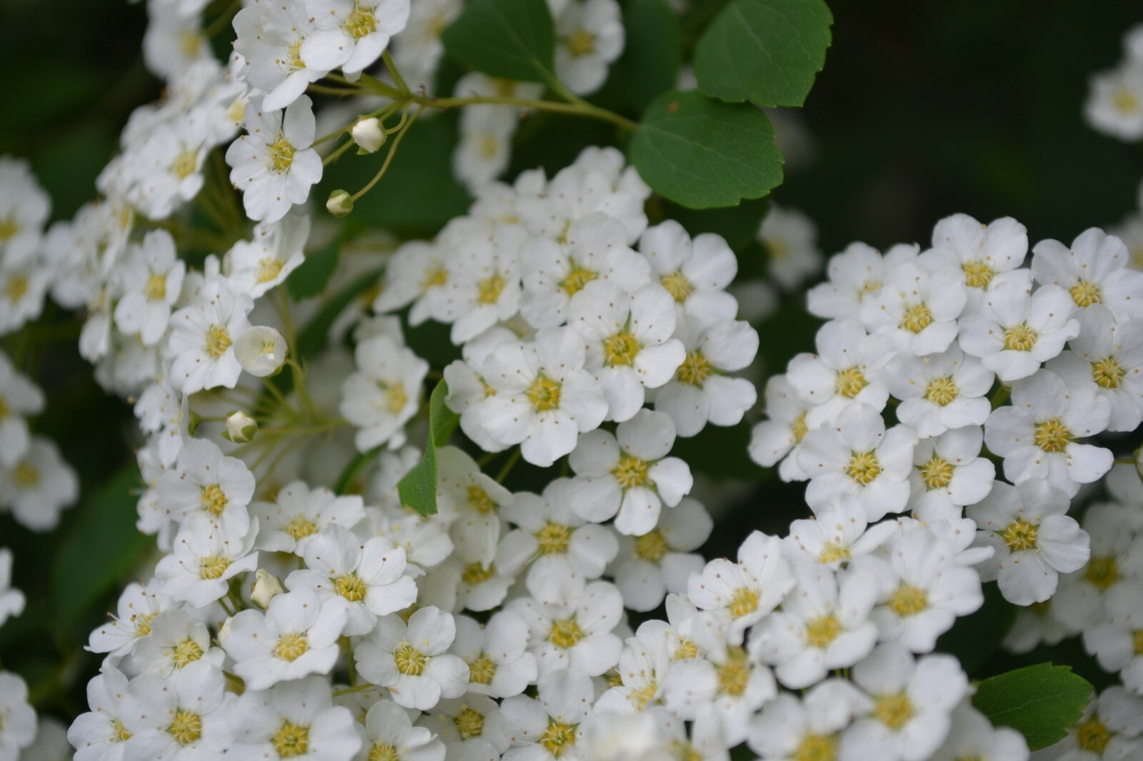 Snowmound Spirea quart pot