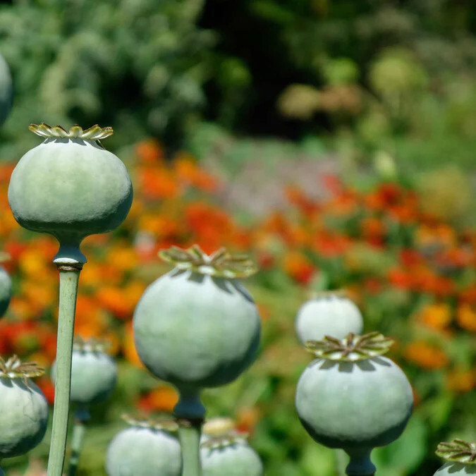 1,000 The Giant – Giganteum P. Somniferum Poppy Seeds -HUGE Pink&Purple Blooms!