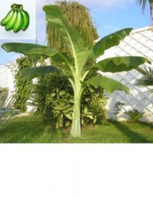 African Giant Banana Tree-musa kandarian- SMALL ROOTED STARTER PLANT-Grows 40 FT