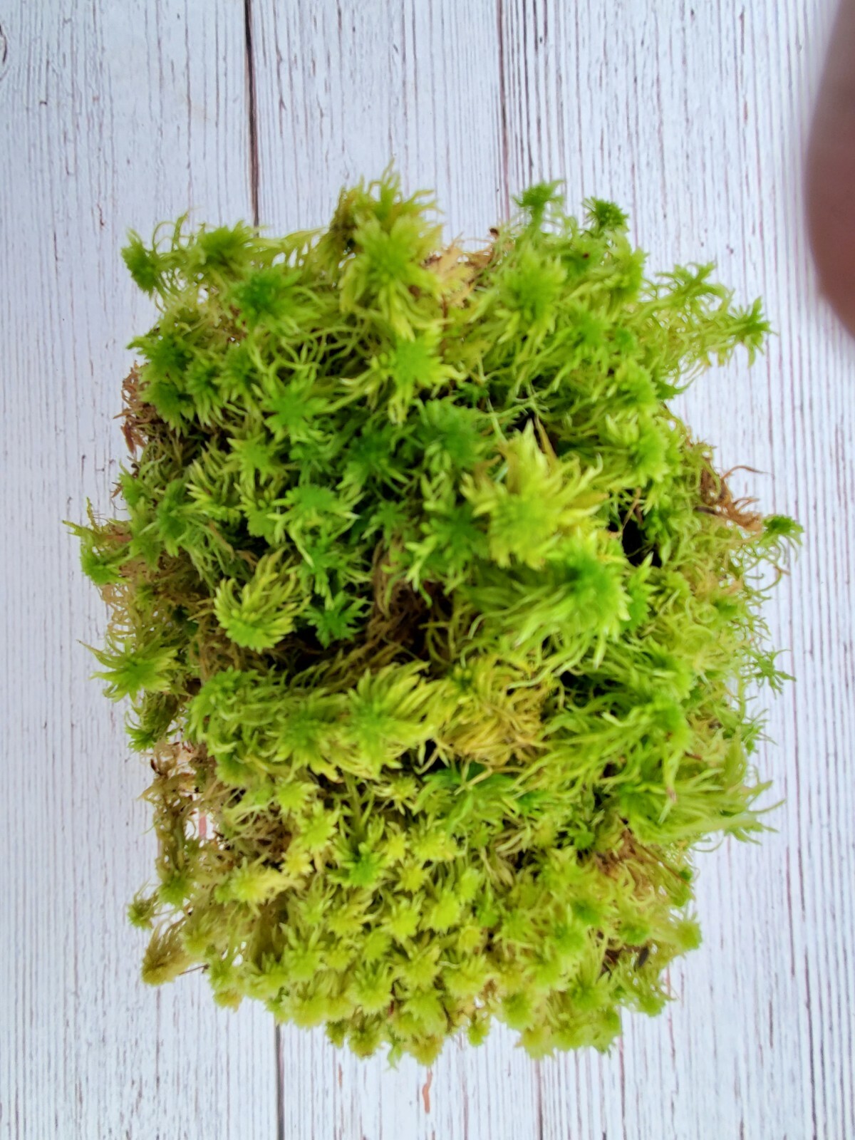 Fresh Live Sphagnum for Terrarium Vivarium Orchids Carnivorous 8″x10″ Bag