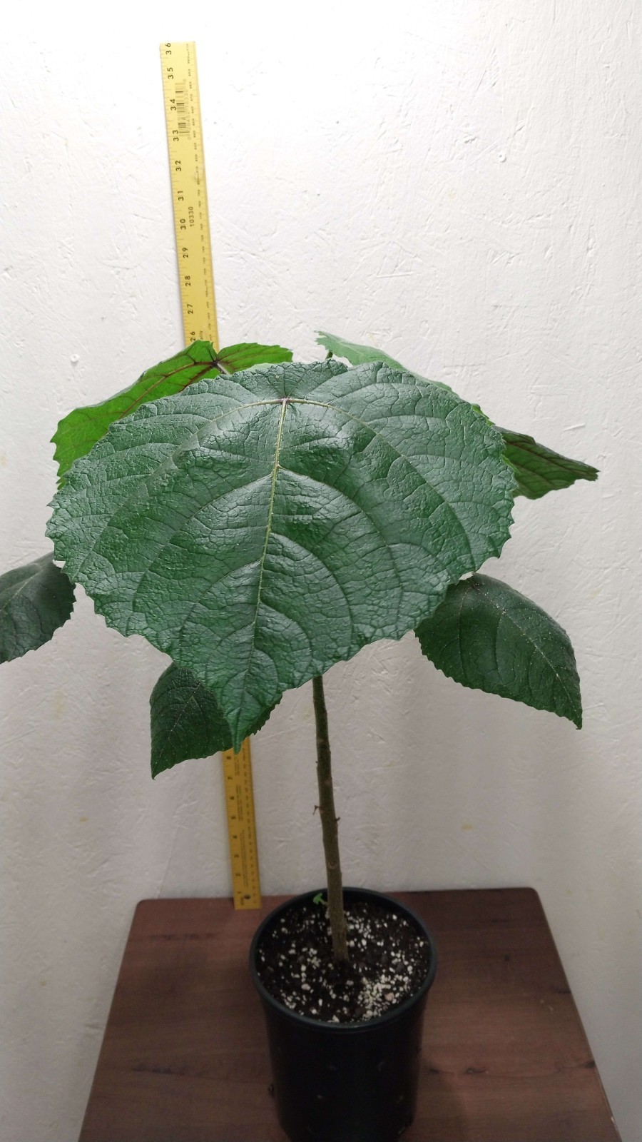 Gympie Gympie Live Plant! Most Painful Plant In The World! Mature Plant!