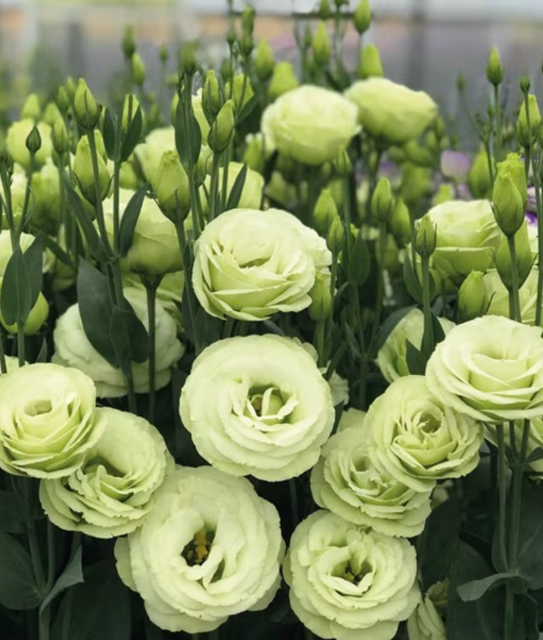 1 Live Lisianthus Green Plant Plug – Long Lasting Cut Flower – Wedding Favor