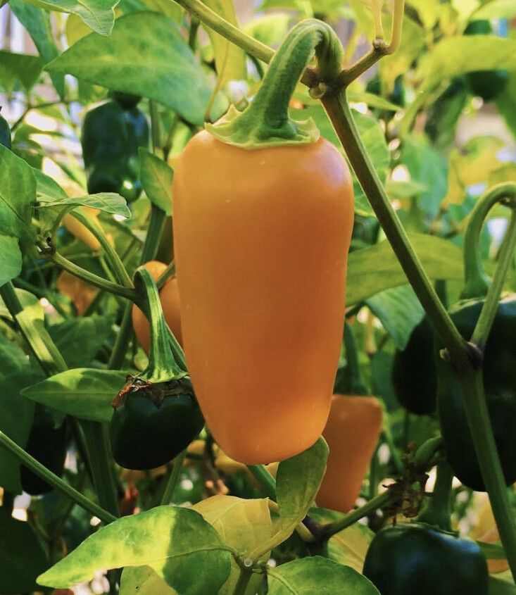 Pumpkin Spice Jalapeno Pepper Seeds | Hot | Organic | Rare | Spicy | Numex