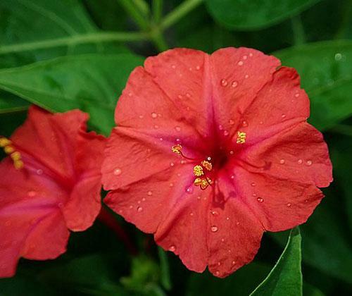 Mirabilis jalapa | Red Four O’clock | 10 Seeds