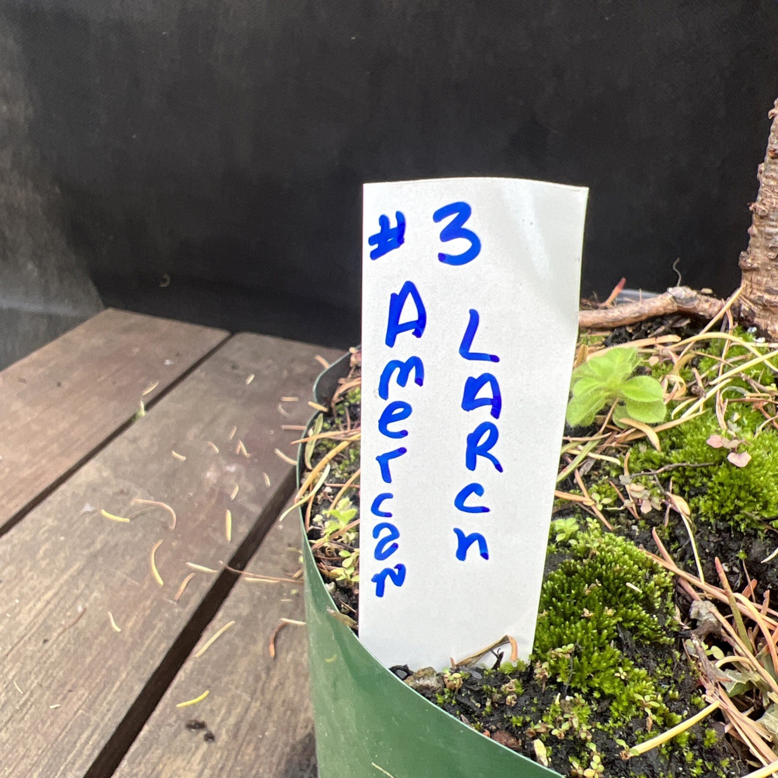 American Larch ￼ Collected Pre-Bonsai Material ￼ 30 ” tall from top 36″ Total