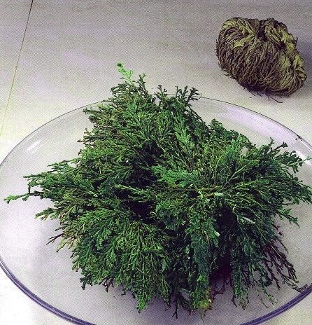 Rose of Jericho Resurrection Fern – Polypodium – 1 Count (Pack 1),