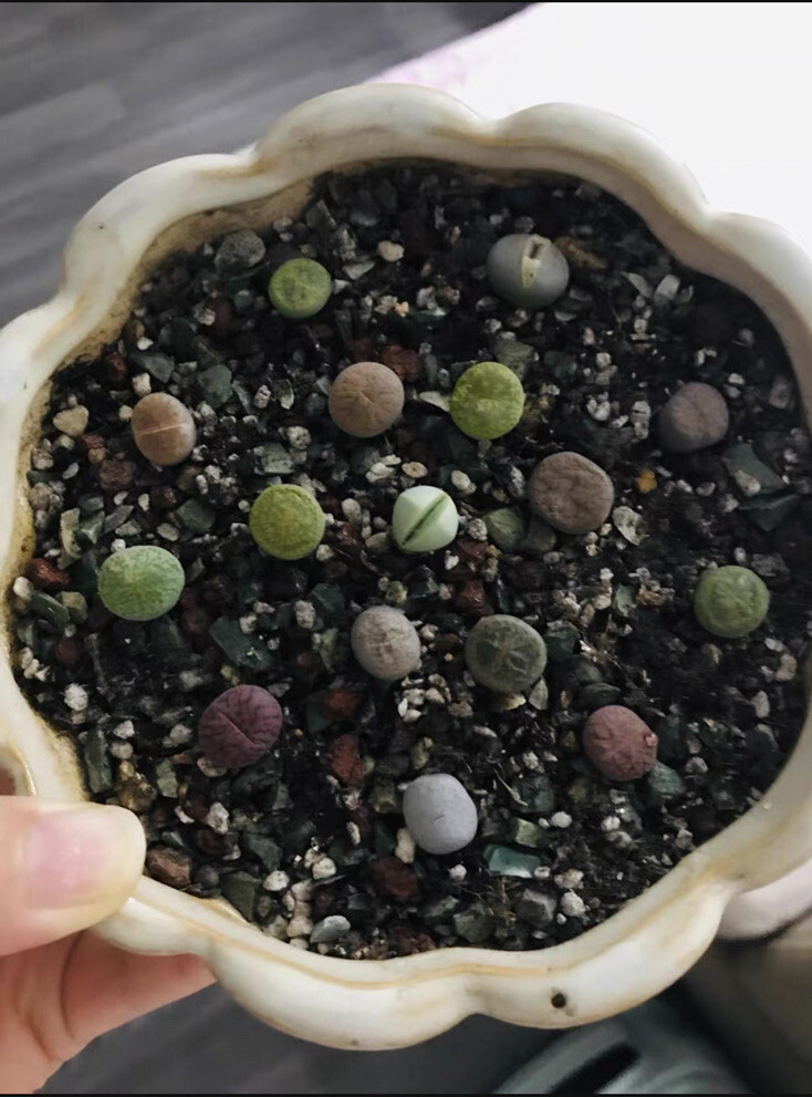 40pc Living stone Lithops succulent plant Size (0.2-0.3)inch bare Root-shipping