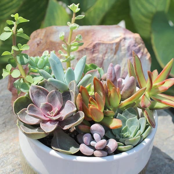 SMART PLANET 2.5 in. Assorted Succulents Plants (4-Pack)
