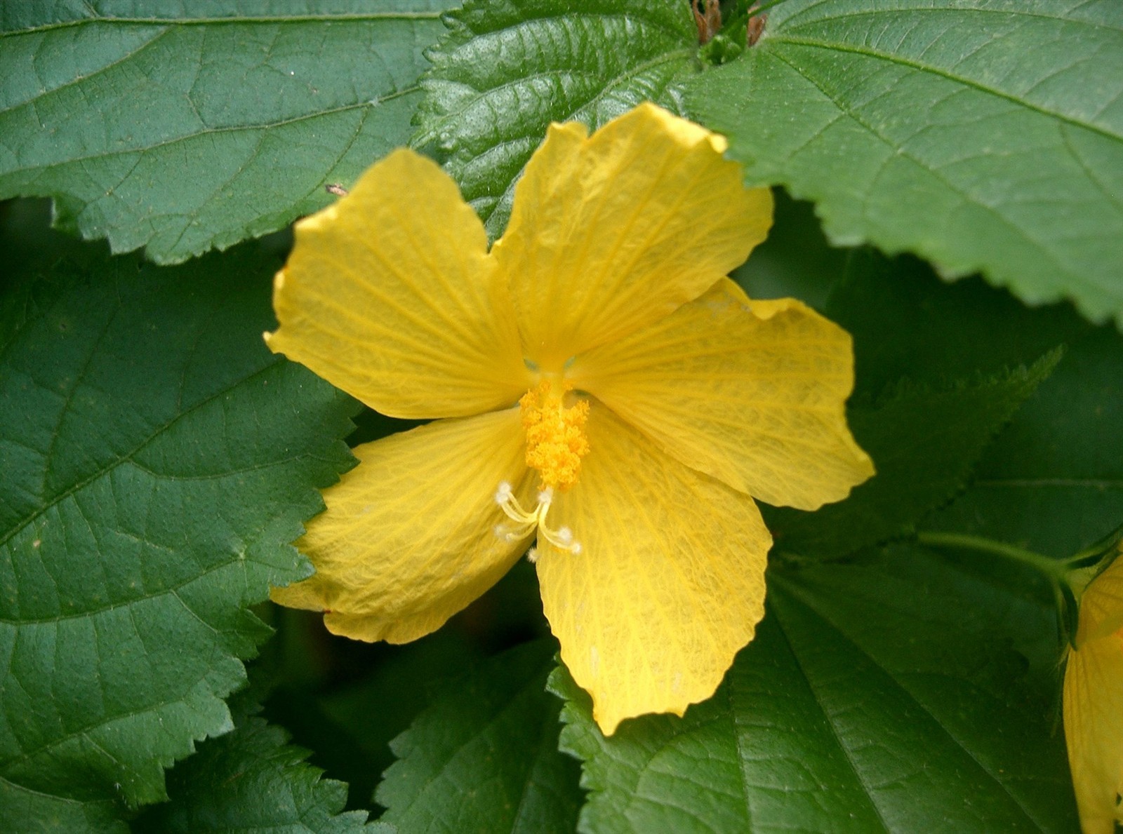 Pavonia spinifex | Prickly Rose Mallow | 10_Seeds