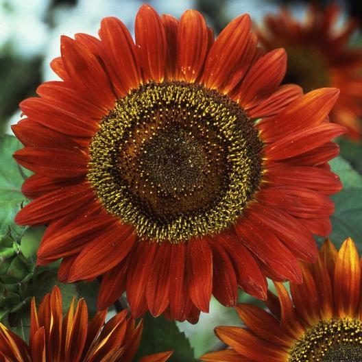 8 Species Mix Sunflower Seeds For Planting Assorted Variety Sun Flower Seed 2024