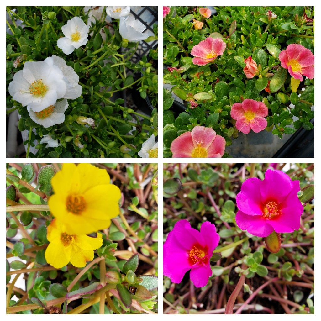 Lot Bundle 4 Types Purslane Portulaca Coral Fucshia Yellow White -20 Cuttings
