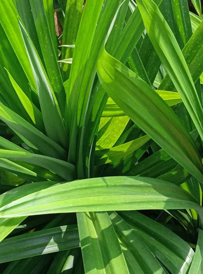 2 Live Pandan Plants, Aromatic Tropical Culinary Plant, 3–6″ Tall, Ship No Pot