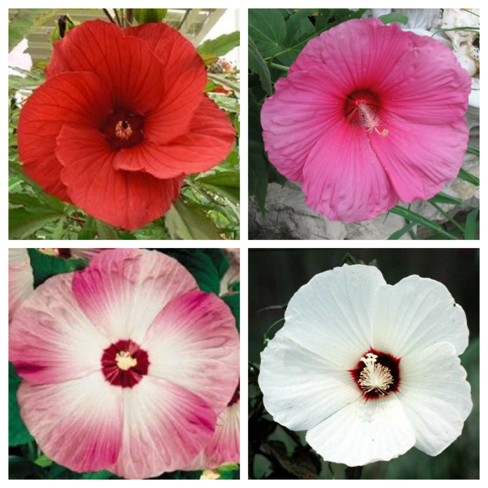 25 MIXED LUNA HIBISCUS Moscheutos Hardy Red, Hot Pink, Pink & White Swirl Seeds