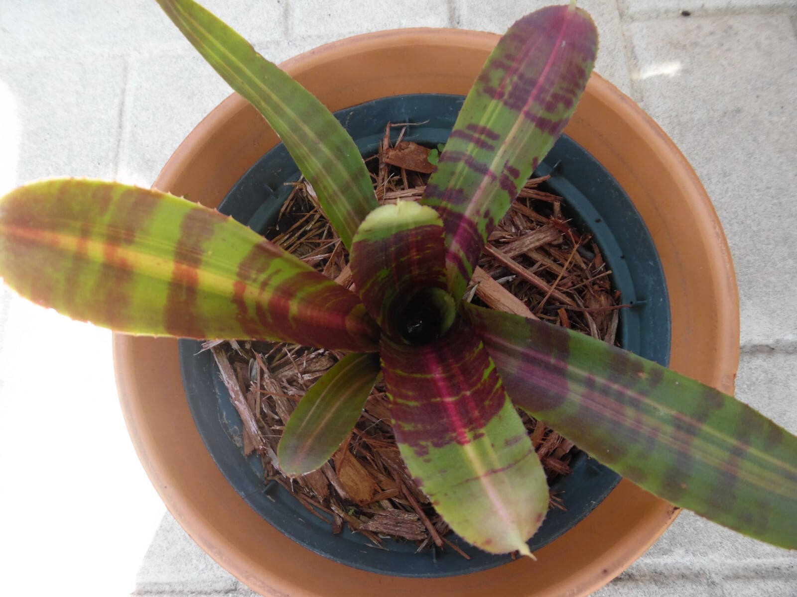 Neoregelia DYNAMIC FORCE Bromeliad one tropical plant *MEDIUM*
