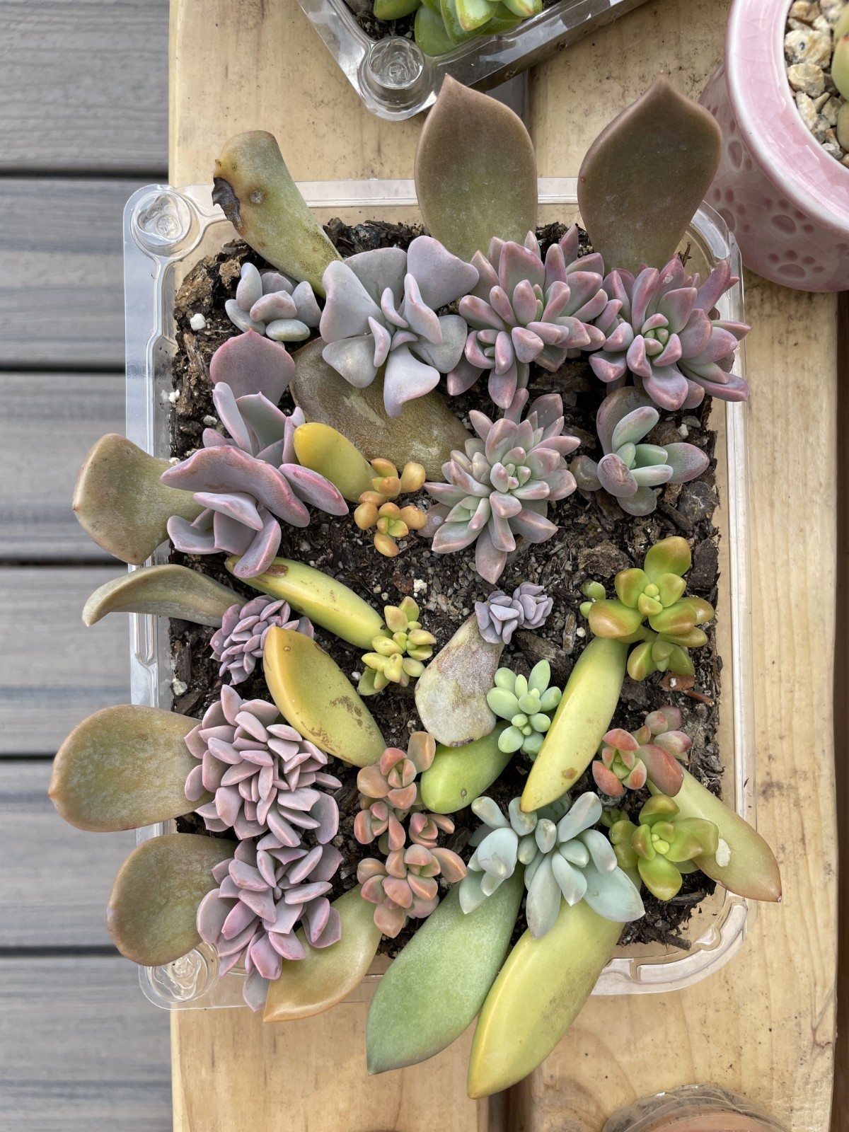 20 Succulent Plants Leaves for Propagation Assorted Variety Starter for Beginner
