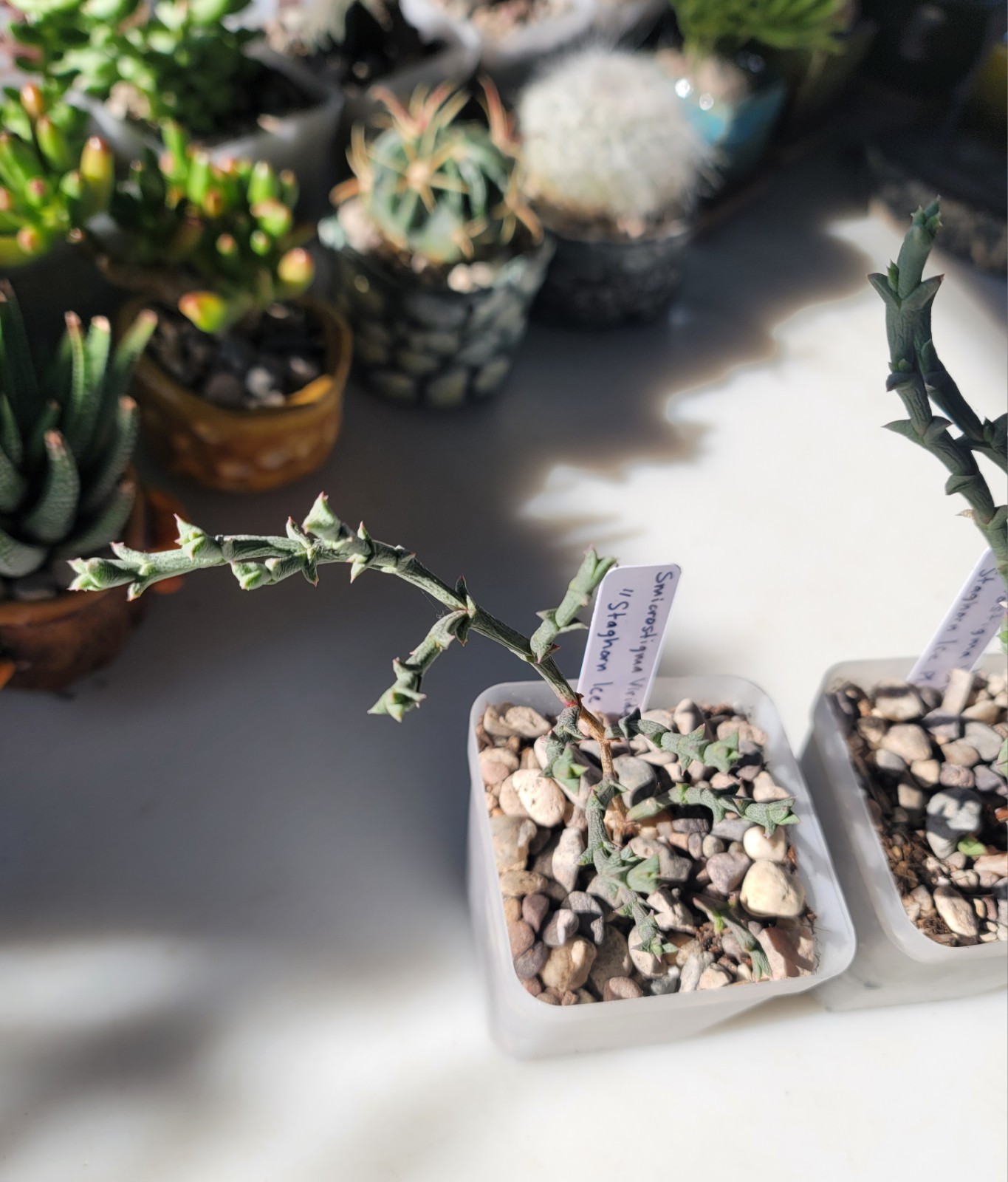 Live Rooted Smicrostigma Viride “Staghorn Ice Plant” Succulent In 3″ Pot