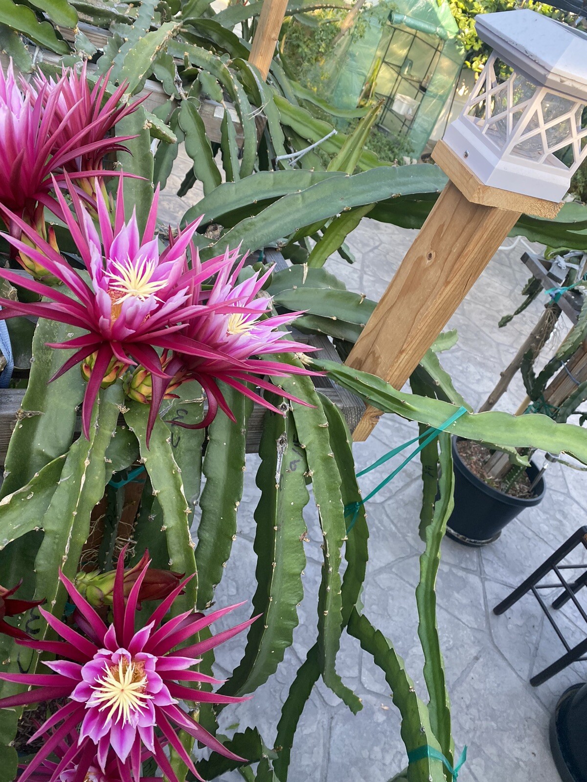 5 Rare DRAGON FRUIT CUTTING 8-12 Inches Check Description