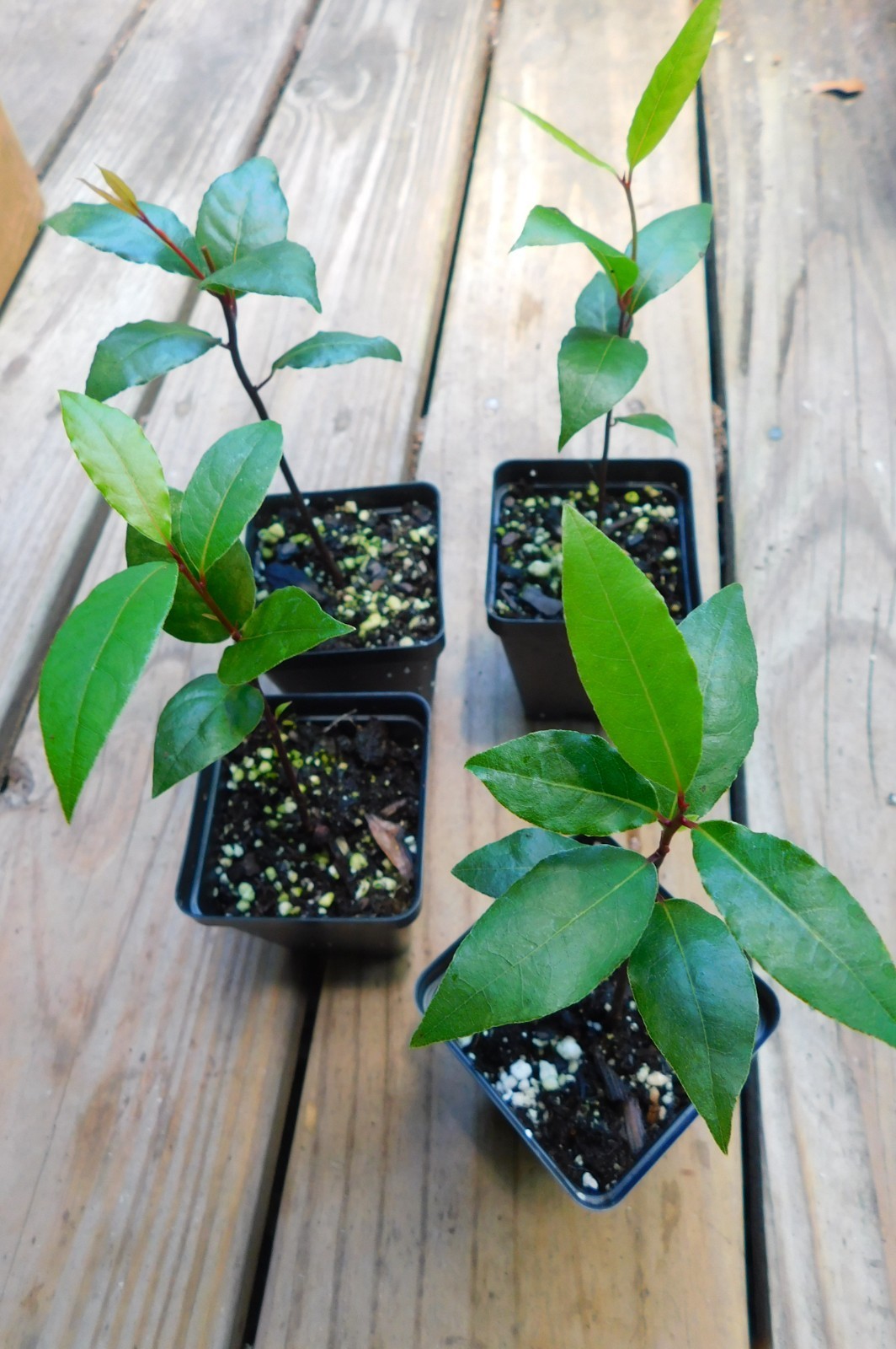 1 Laurus nobilis Bay Leaf Tree Bay Laurel Sweet Bay Rooted Starter Plant