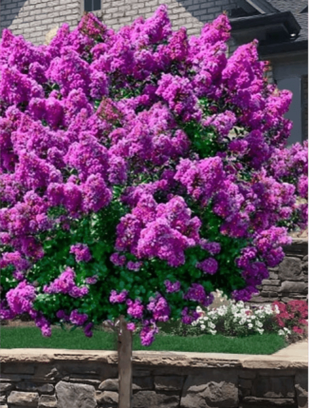 Royalty Crape Myrtle: Royal Purple Flowers in a Manageable Small Tree