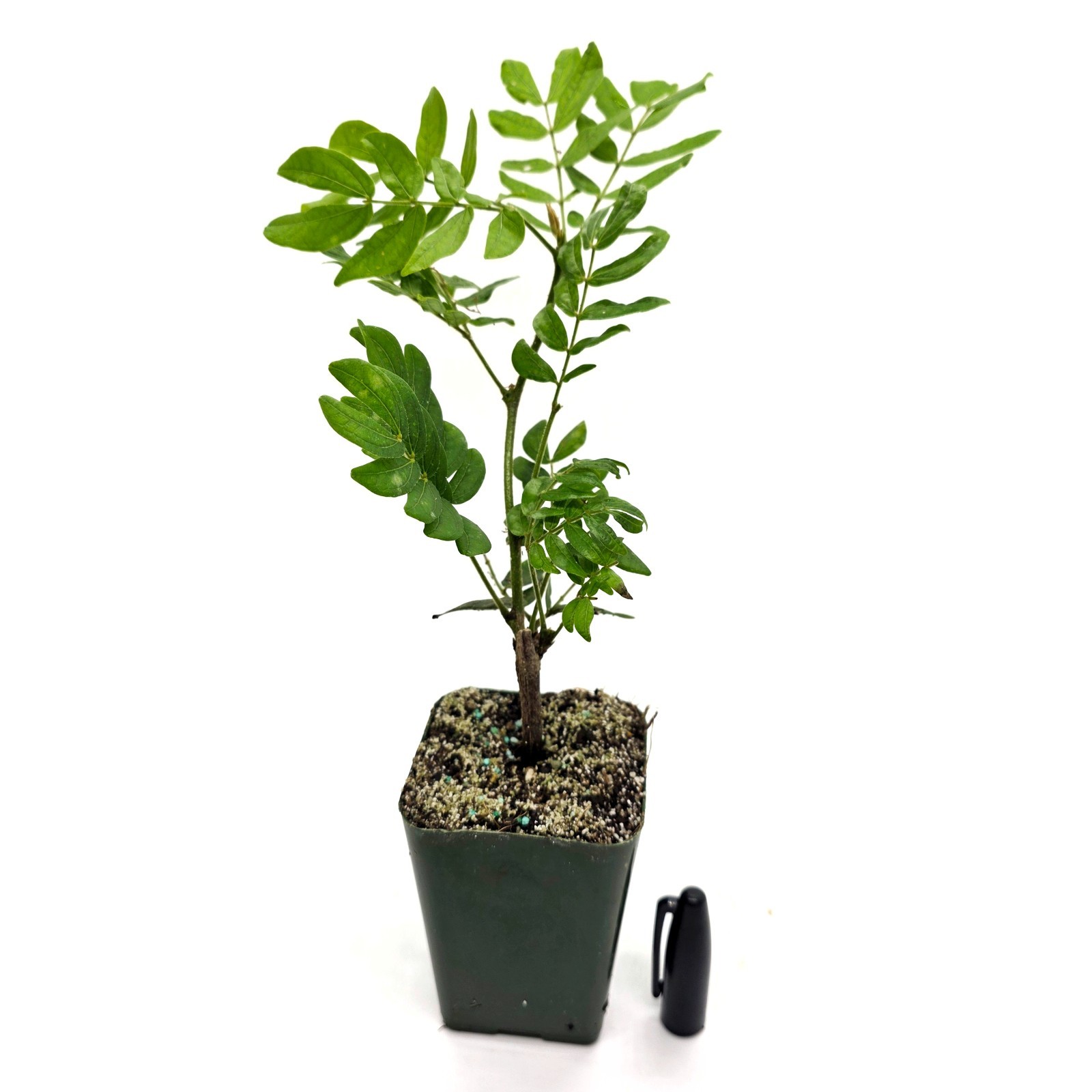 Powder puff mini tree, will bloom pink – 2.5 inch grower pot one stem – CA