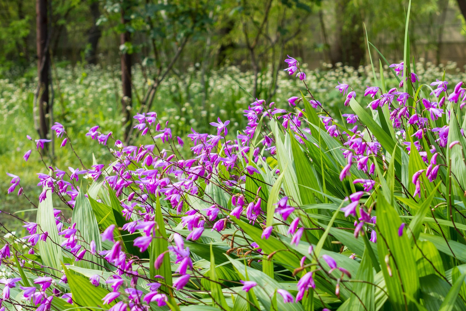 50 Hardy CHINESE GROUND ORCHID Bletilla Striata Purple Flower Seeds