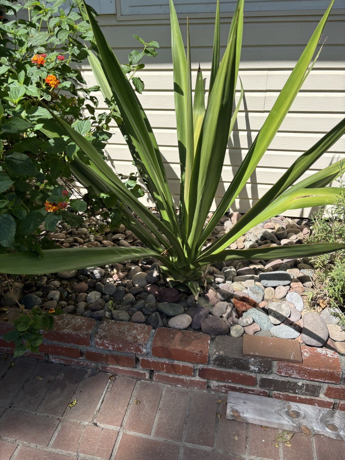 6” Pot size – False Agave, Furcraea Foetida -Smooth Succulent, Hardy! Lot of 3