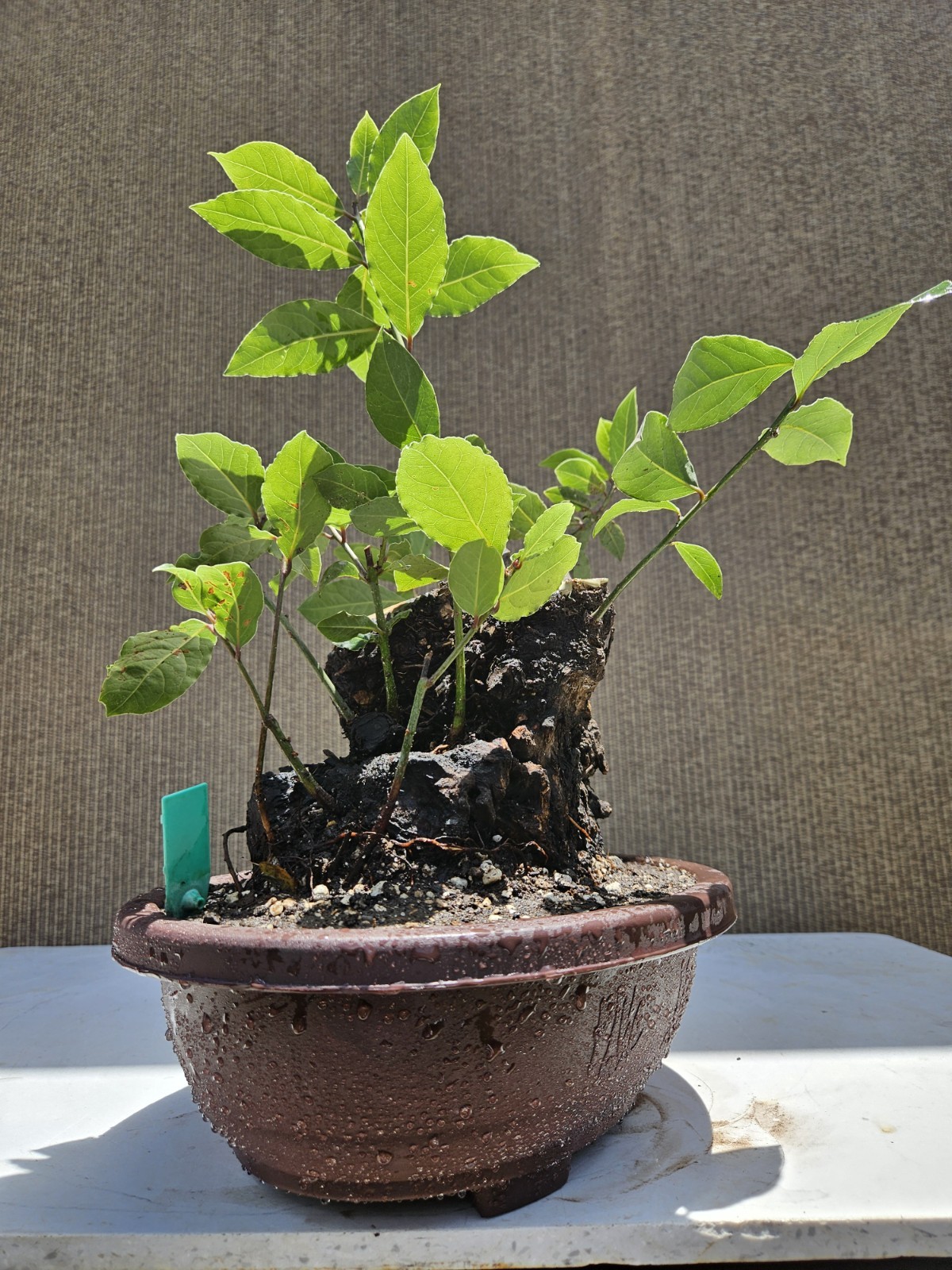 Old Sweet Bay Leaf ( Bay Laurel ) Bonsai Tree,,, SALE