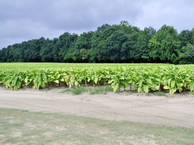 KENTUCKY BROWN TOBACCO – Nicotiana tabacum – 100 SEEDS
