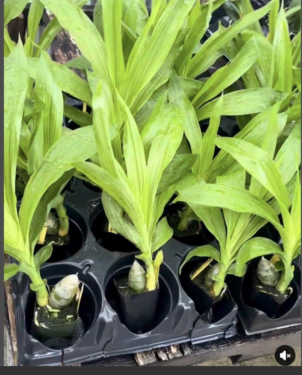 Cygnodes Taiwan Gold ‘Orange’