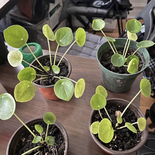 1 CUTE Rooted Chinese Money Plant – Pilea Peperomioides – EASY GROW