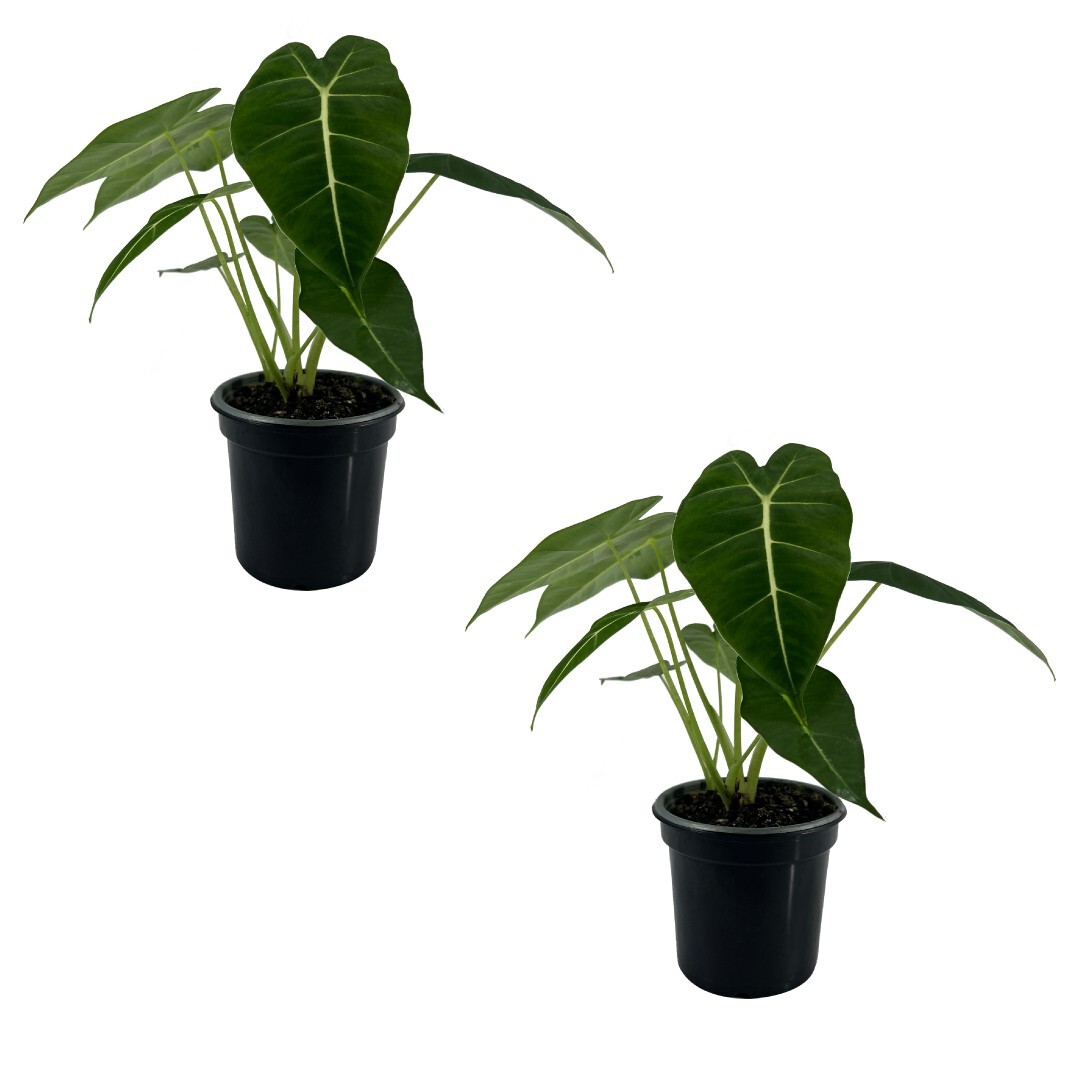 Alocasia Micholitziana (2pack) by Leal Plants Ecuador | House Plants Elephant