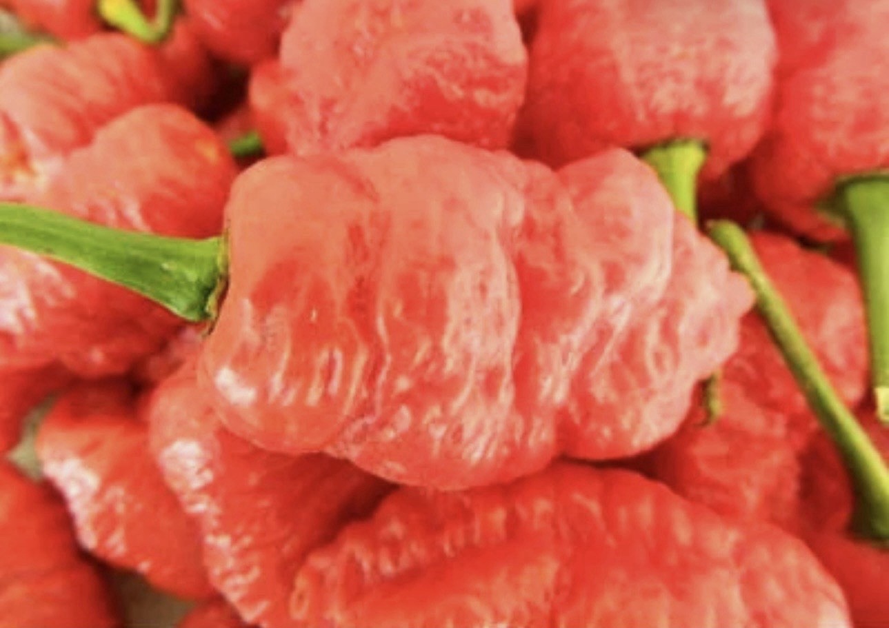 Hot!! 5 Death Spiral Pepper Plants!! Healthy And Ready To Ship!!