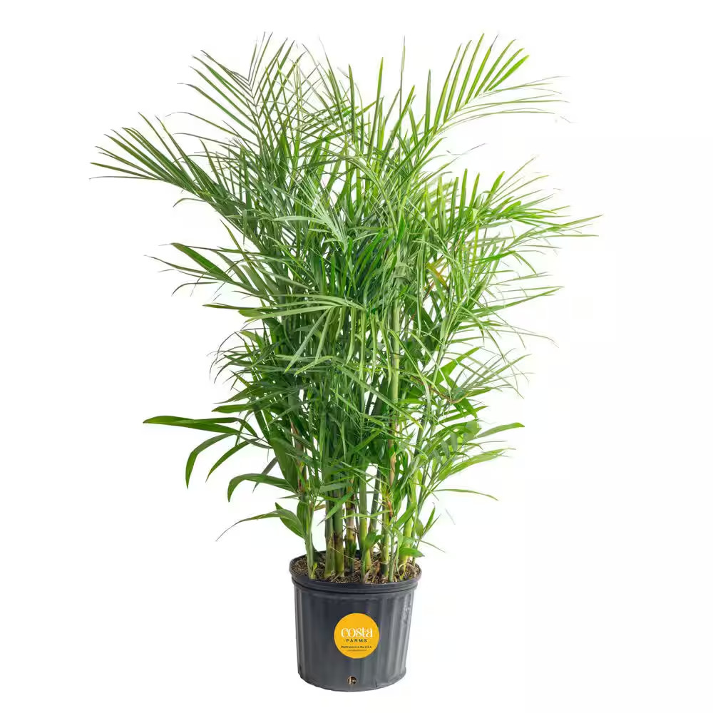 Bamboo Palm, Chamaedorea Seifrizi Plant in 10 In. Grower’S Pot, Avg. Shipping He