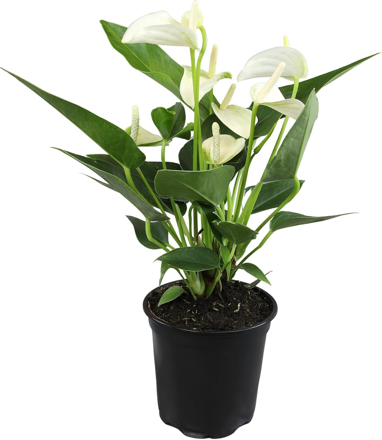 White Anthurium Live Plant (Approx. 11-14″ Tall), Real Flowers/Unique House Plan