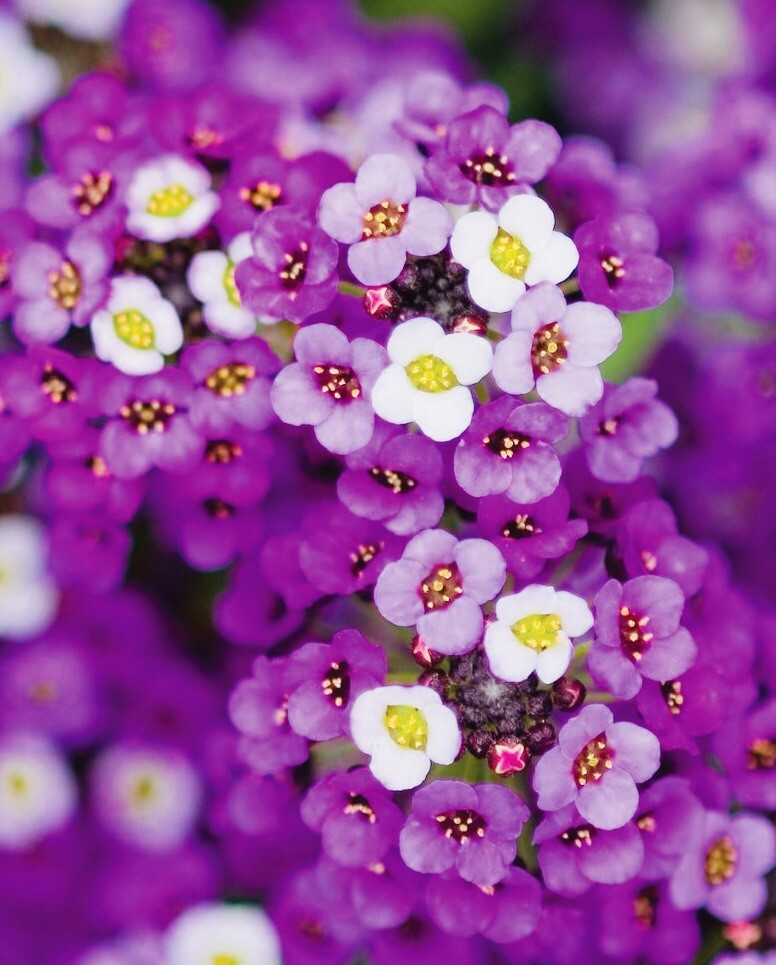 100+ ALYSSUM ROYAL CARPET FLOWER SEEDS FRESH HARVEST NON GMO FREE SHIPPING