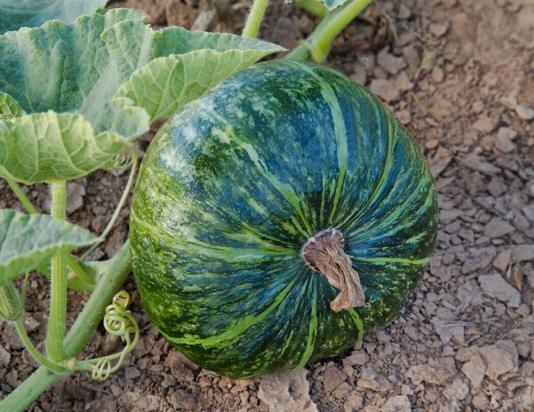 Japanese Delica Kabocha Squash Seeds (20) / ORGANIC / FLORIDA GROWN / RARE