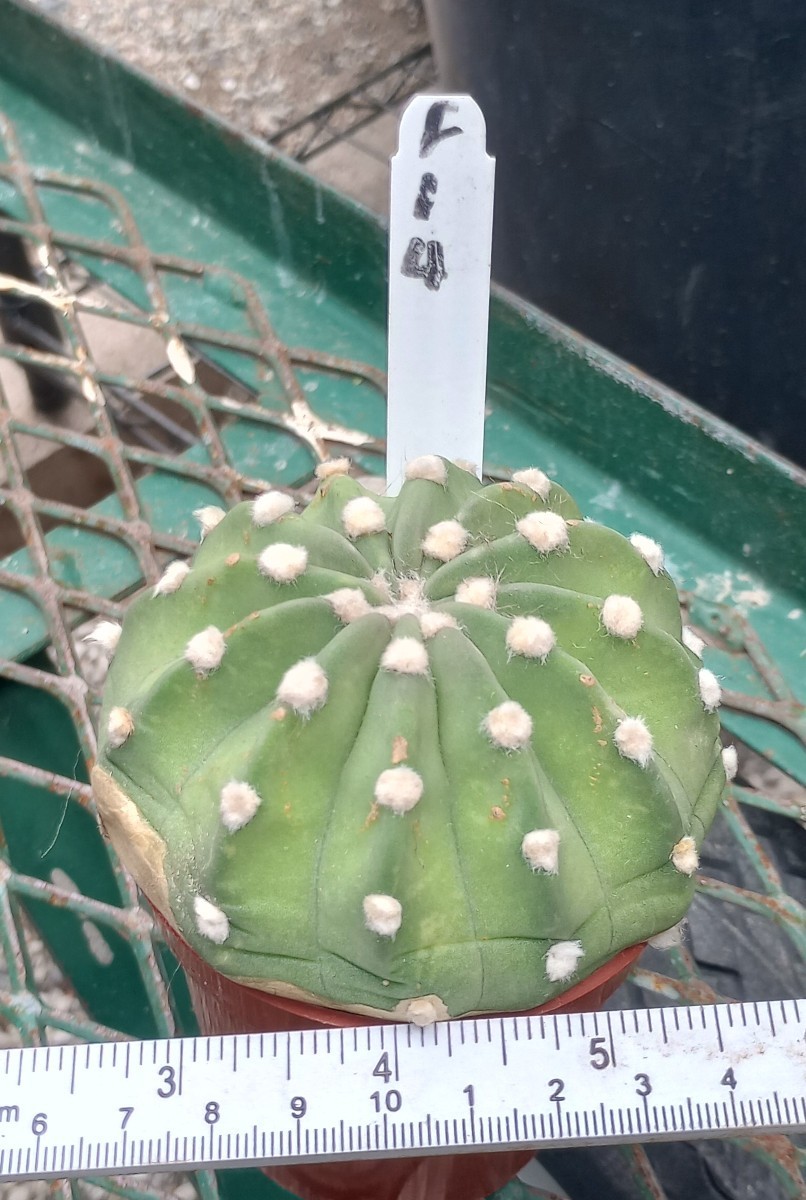 Echinopsis cv. Fuzzy Navel Extra Large 114
