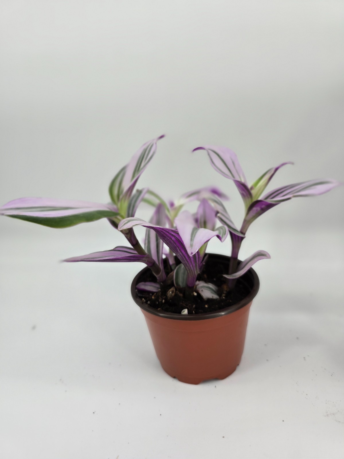 Wandering Jew| Pink Tradescantia Nanouk| Live Plants Rooted in 4″ Nursery Pot